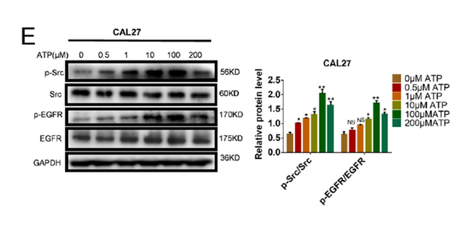 ATP Biological Data