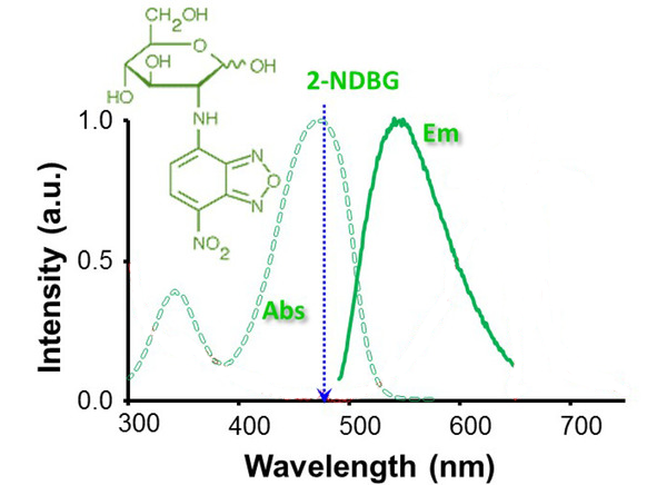 excitation and emission of 2-NBDG