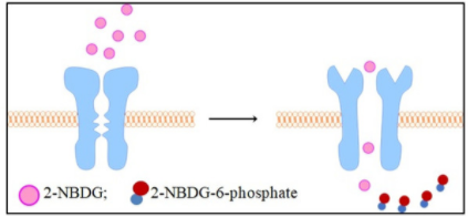 Principle of 2-NBDG