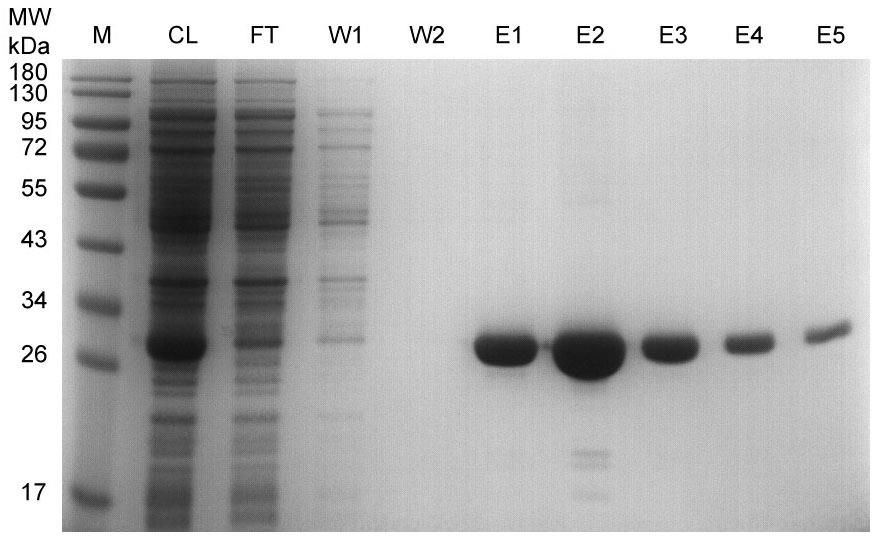 GST-tag Protein Purification Kit