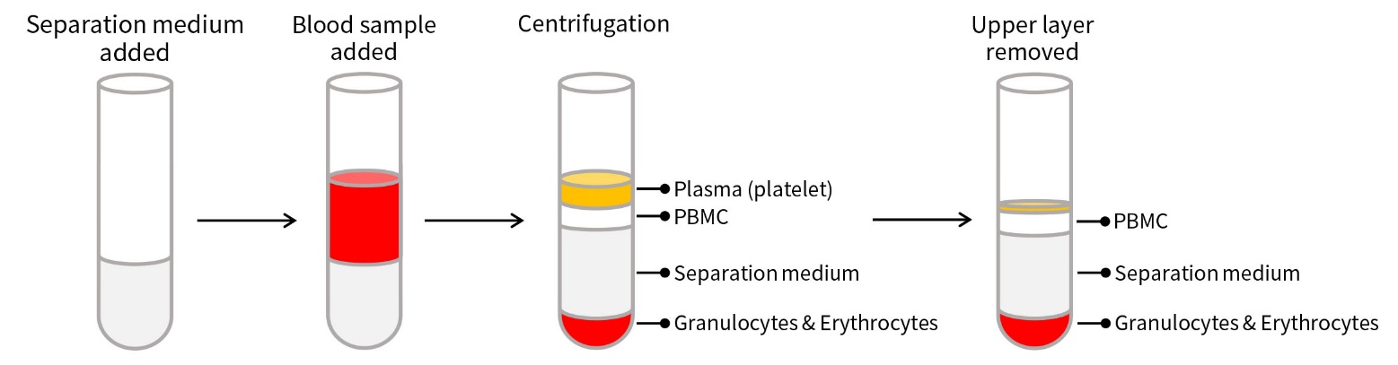 Rabbit Peripheral Blood Lymphocyte Separation Kit