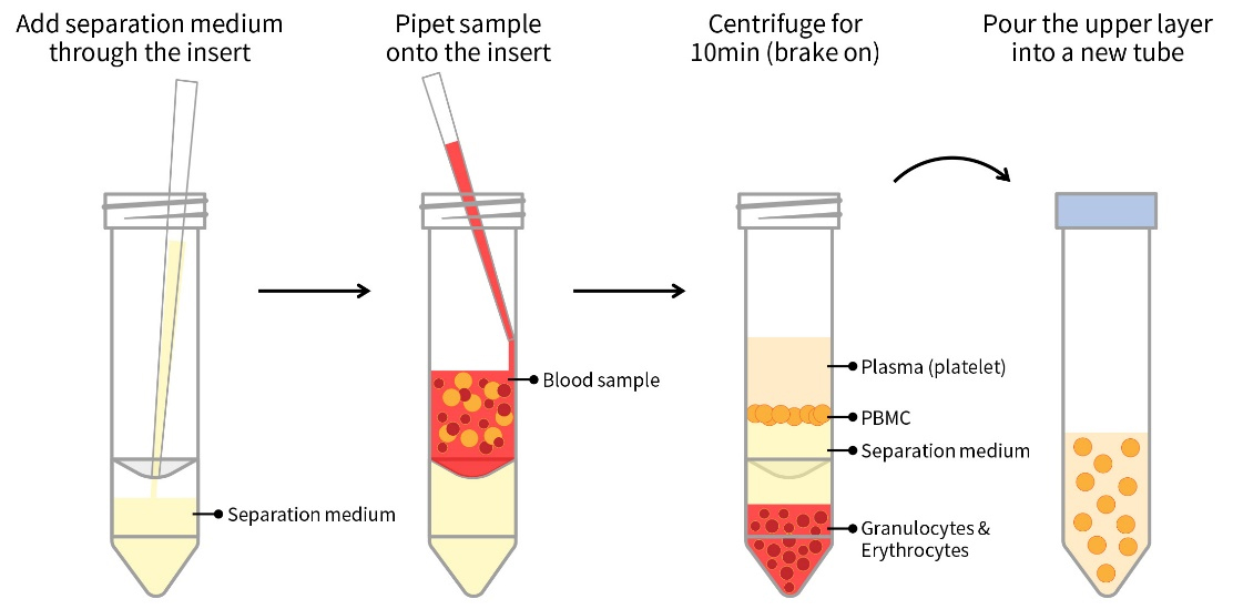 Rabbit Peripheral Blood Lymphocyte Separation Kit