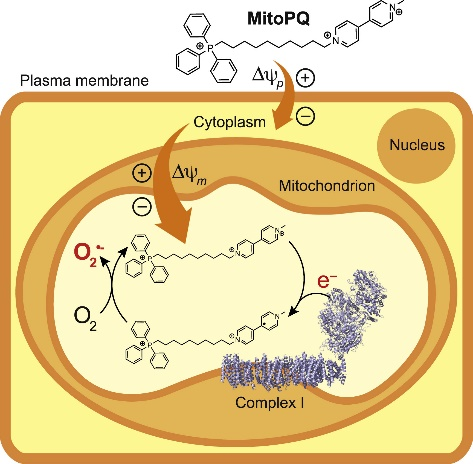 MitoPQ