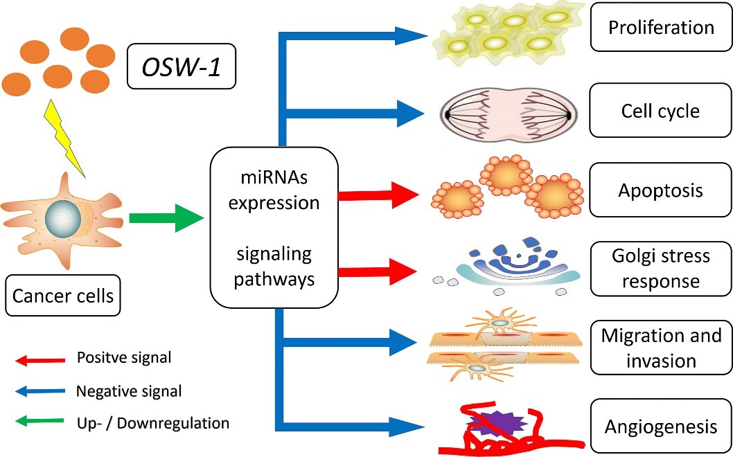 OSW-1