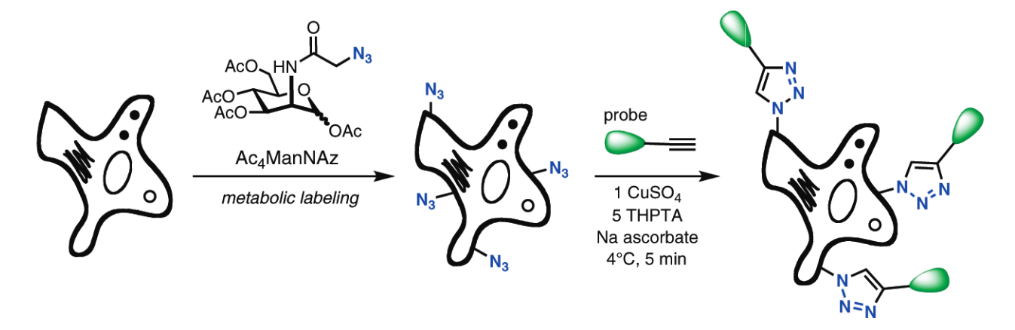 THPTA ligand