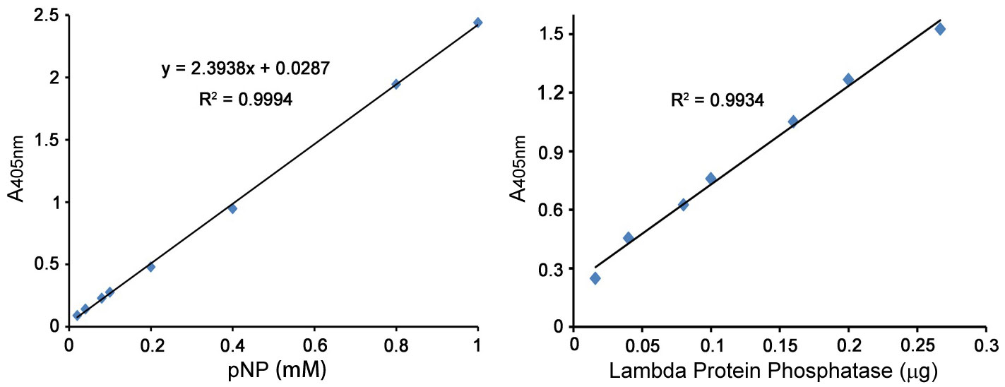 λ Protein phosphatase
