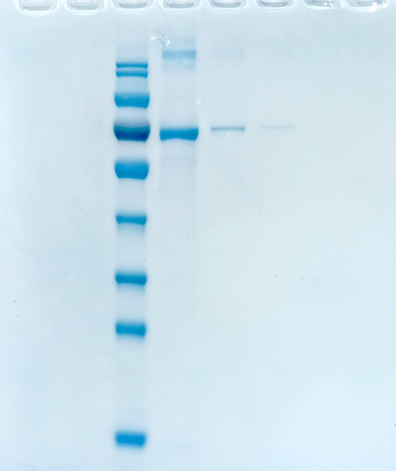 THPTA ligand