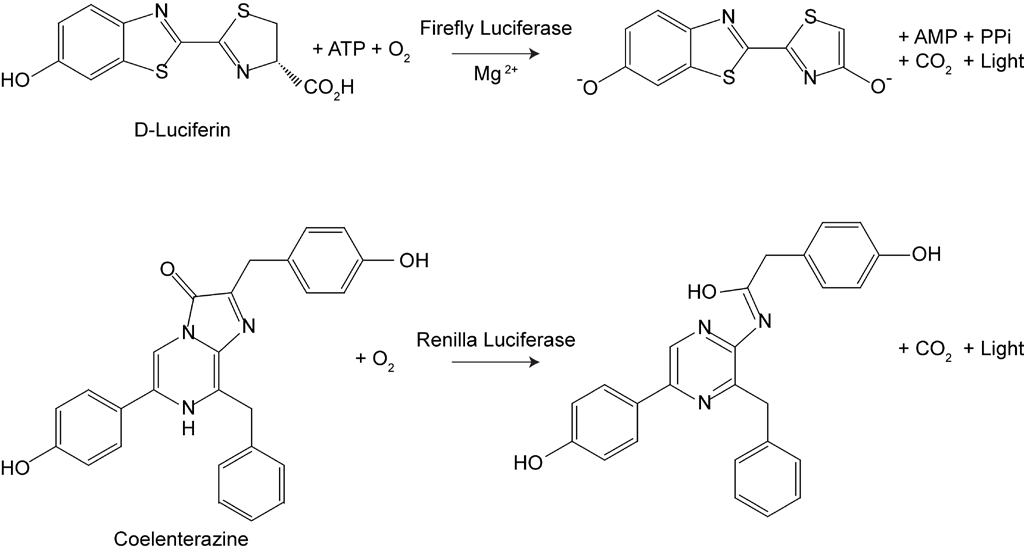 Dual Luciferase Reporter Gene Assay Kit