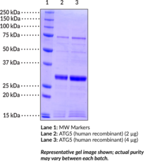 ATG5 (human recombinant) Chemical Structure