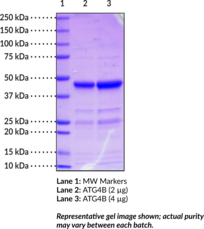 ATG4B (human recombinant) Chemical Structure