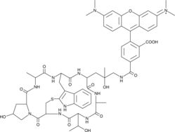Phalloidin-Tetramethylrhodamine Conjugate Chemical Structure