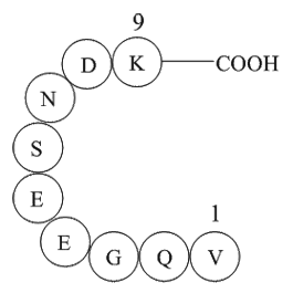 β-Interleukin I (163-171), human Chemical Structure